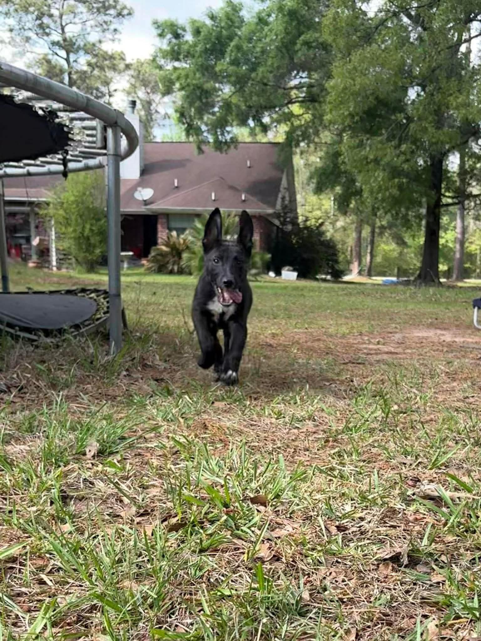Chewy, a Adoptable mixed breed in Conroe, TX image 6/6