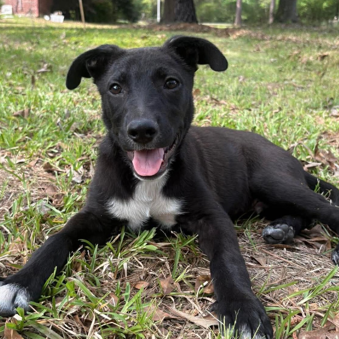Chewy, a Adoptable mixed breed in Conroe, TX image 1/6