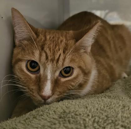 PJ, Adoptable, Adult Male Domestic Short Hair & Domestic Short Hair.