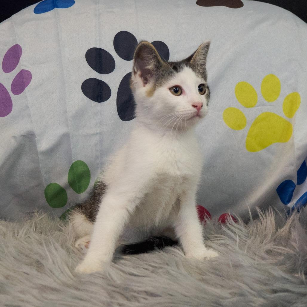 Enlarge Blinkie, a Adoptable Domestic Short Hair in Kittanning, PA image 1/3