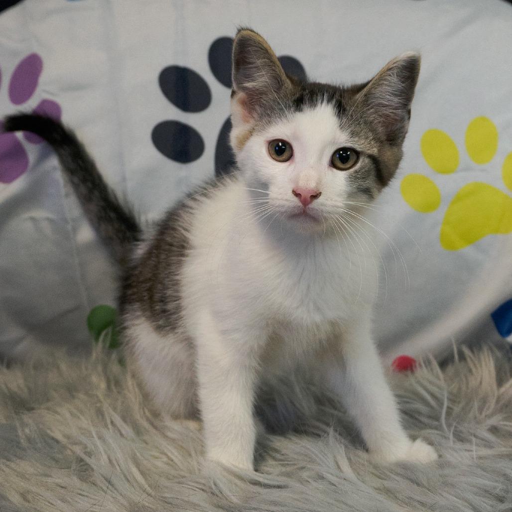 Enlarge Blinkie, a Adoptable Domestic Short Hair in Kittanning, PA image 2/3