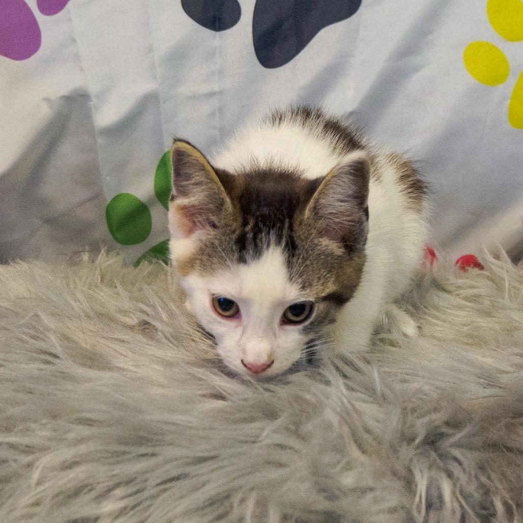 Enlarge Blinkie, a Adoptable Domestic Short Hair in Kittanning, PA image 3/3