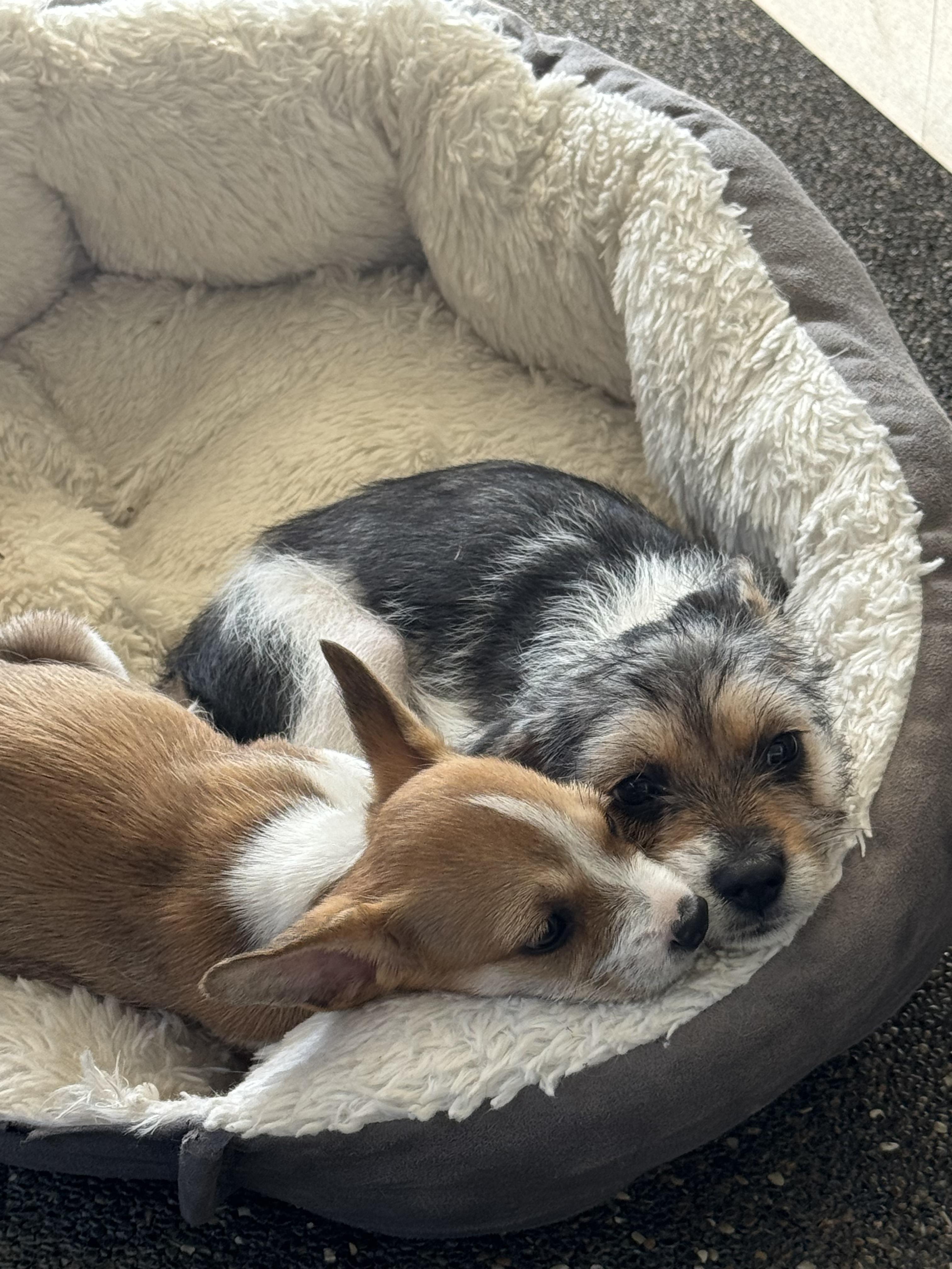 Baby Chase, a ADOPTABLE mixed breed in Sunset Beach , CA image 4/6