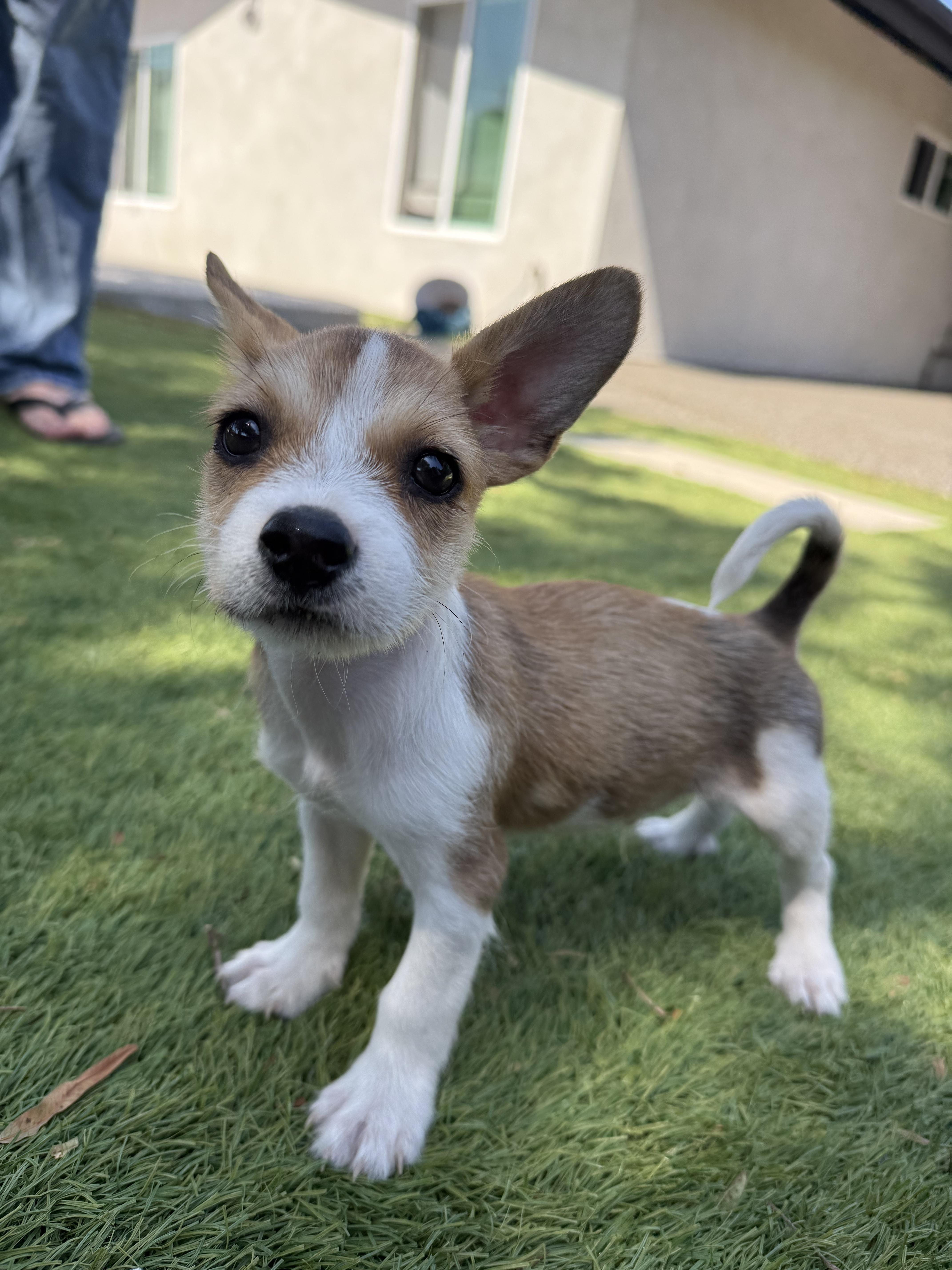 Baby Chase, ADOPTABLE, Puppy Male Terrier & Jack Russell Terrier.