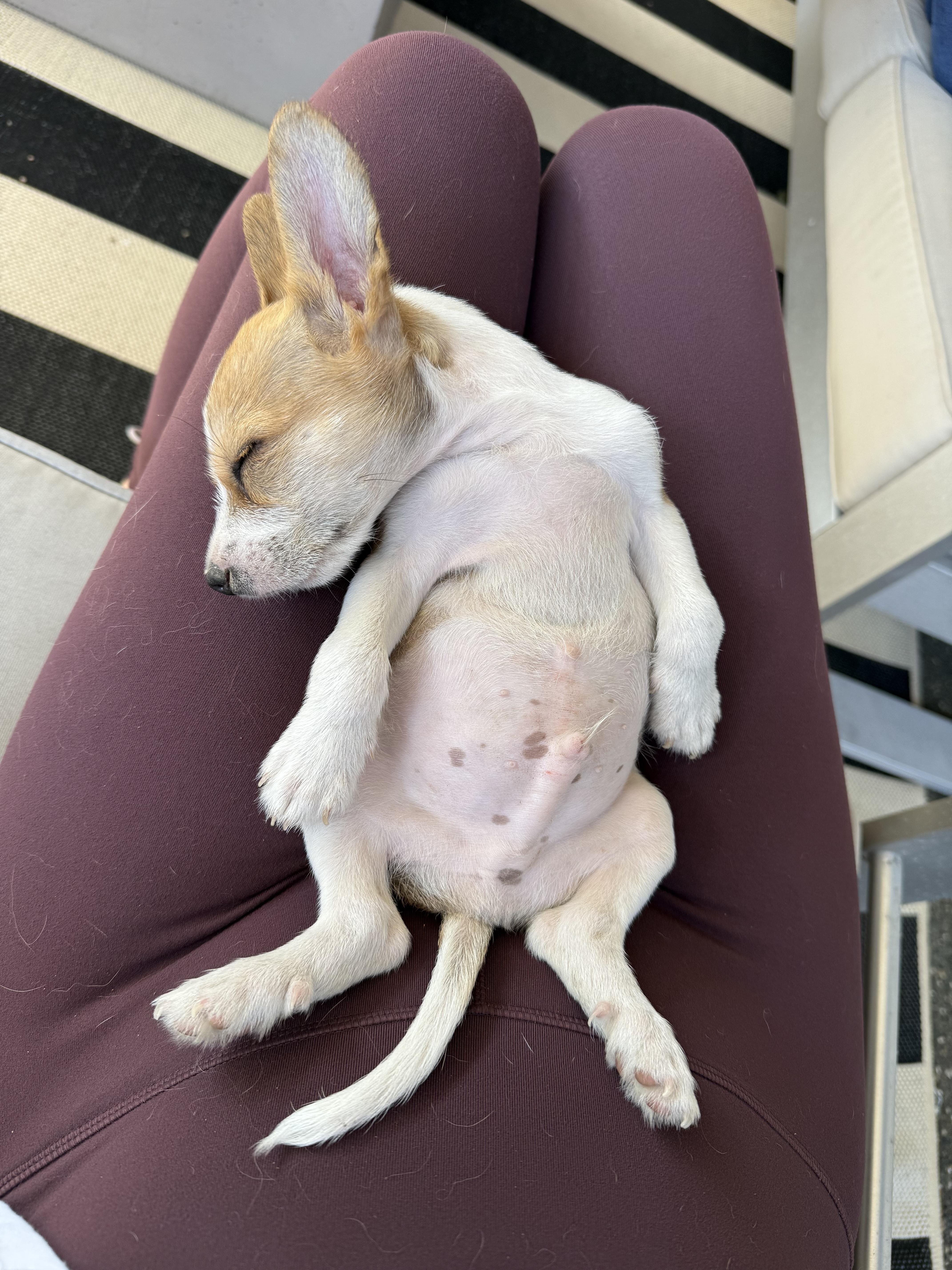 Baby Chase, a ADOPTABLE mixed breed in Sunset Beach , CA image 3/6