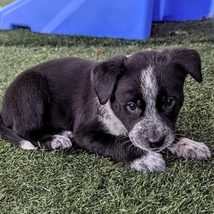 Enlarge Bear, a ADOPTABLE mixed breed in Morganton, NC image 1/2