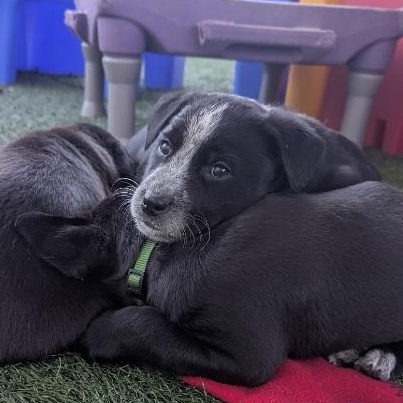 Enlarge Bear, a ADOPTABLE mixed breed in Morganton, NC image 2/2