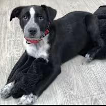 Enlarge Bear, a ADOPTABLE mixed breed in Morganton, NC image 2/5