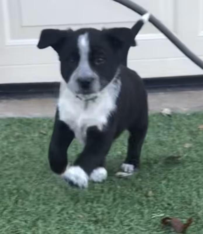 Enlarge Bear, a ADOPTABLE mixed breed in Morganton, NC image 4/5