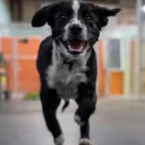 Enlarge Bear, a ADOPTABLE mixed breed in Morganton, NC image 3/5