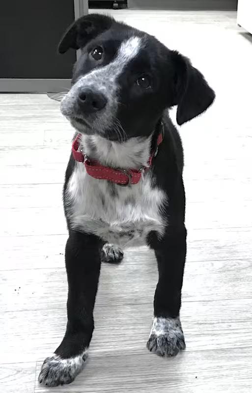 Enlarge Bear, a ADOPTABLE mixed breed in Morganton, NC image 1/5