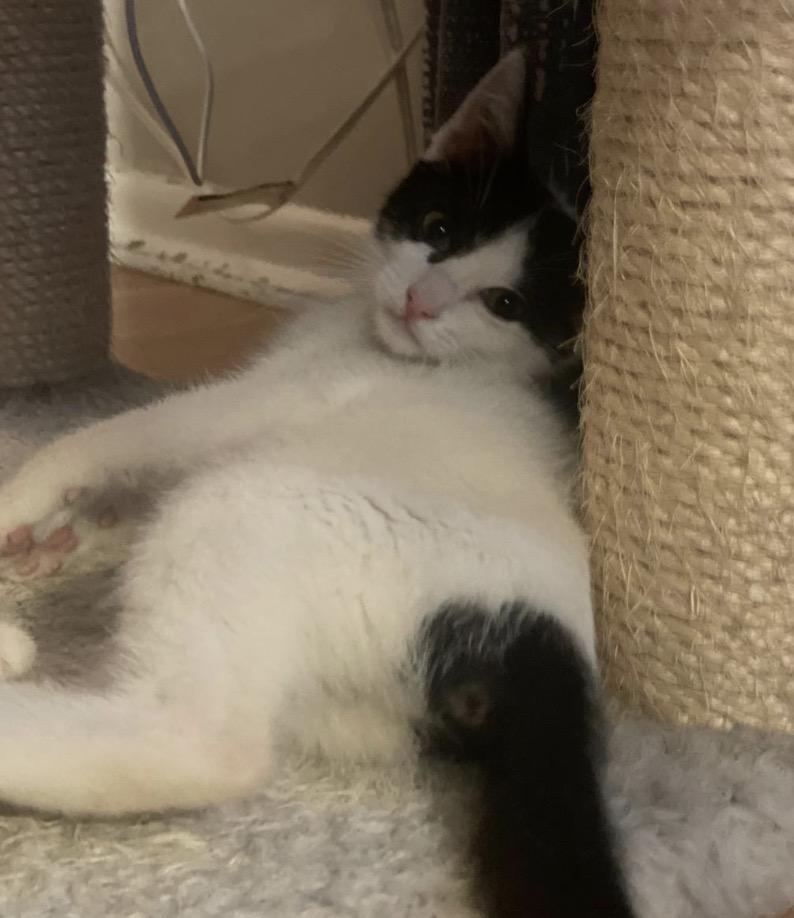 Harrison and Chiclet