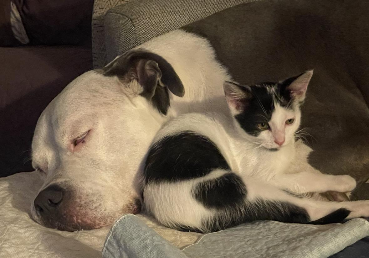 Harrison, a Adoptable Domestic Short Hair in Huntington Beach, CA image 1/5