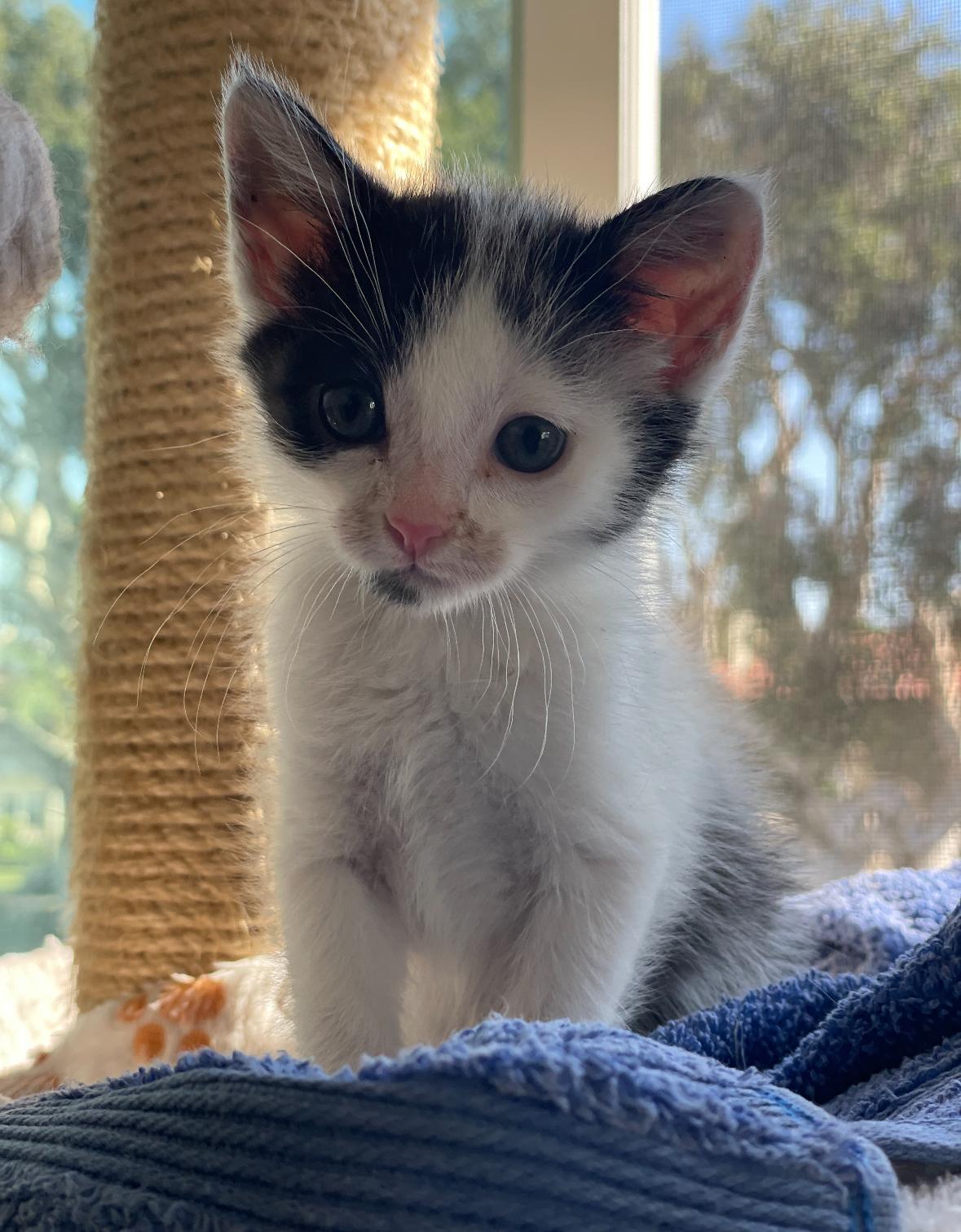 Harrison, a Adoptable Domestic Short Hair in Huntington Beach, CA image 4/5