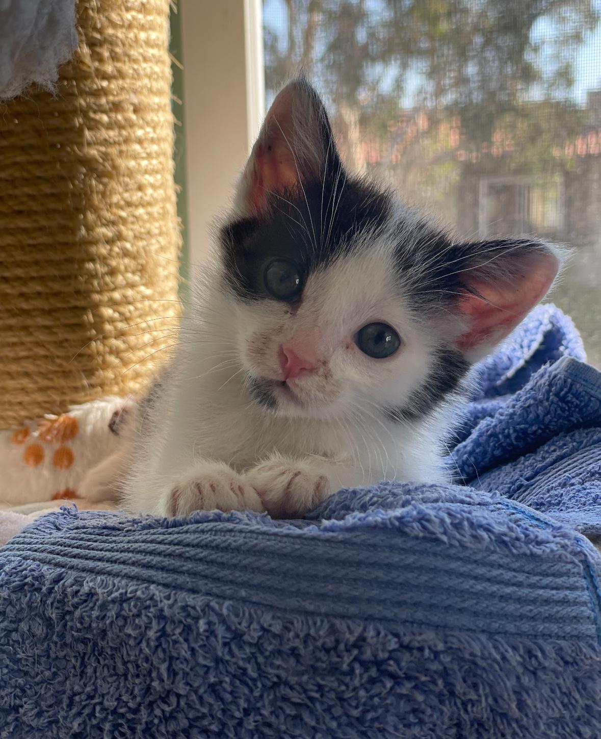 Harrison, a Adoptable Domestic Short Hair in Huntington Beach, CA image 5/5