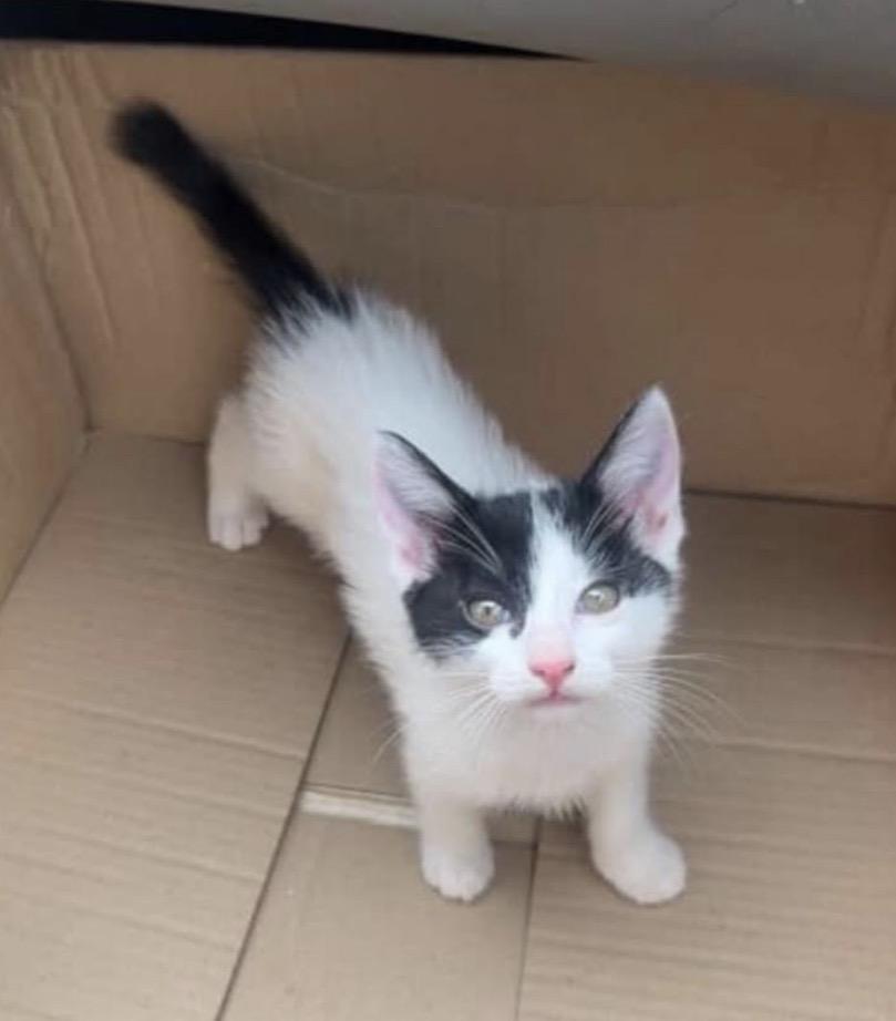 Harrison and Chiclet