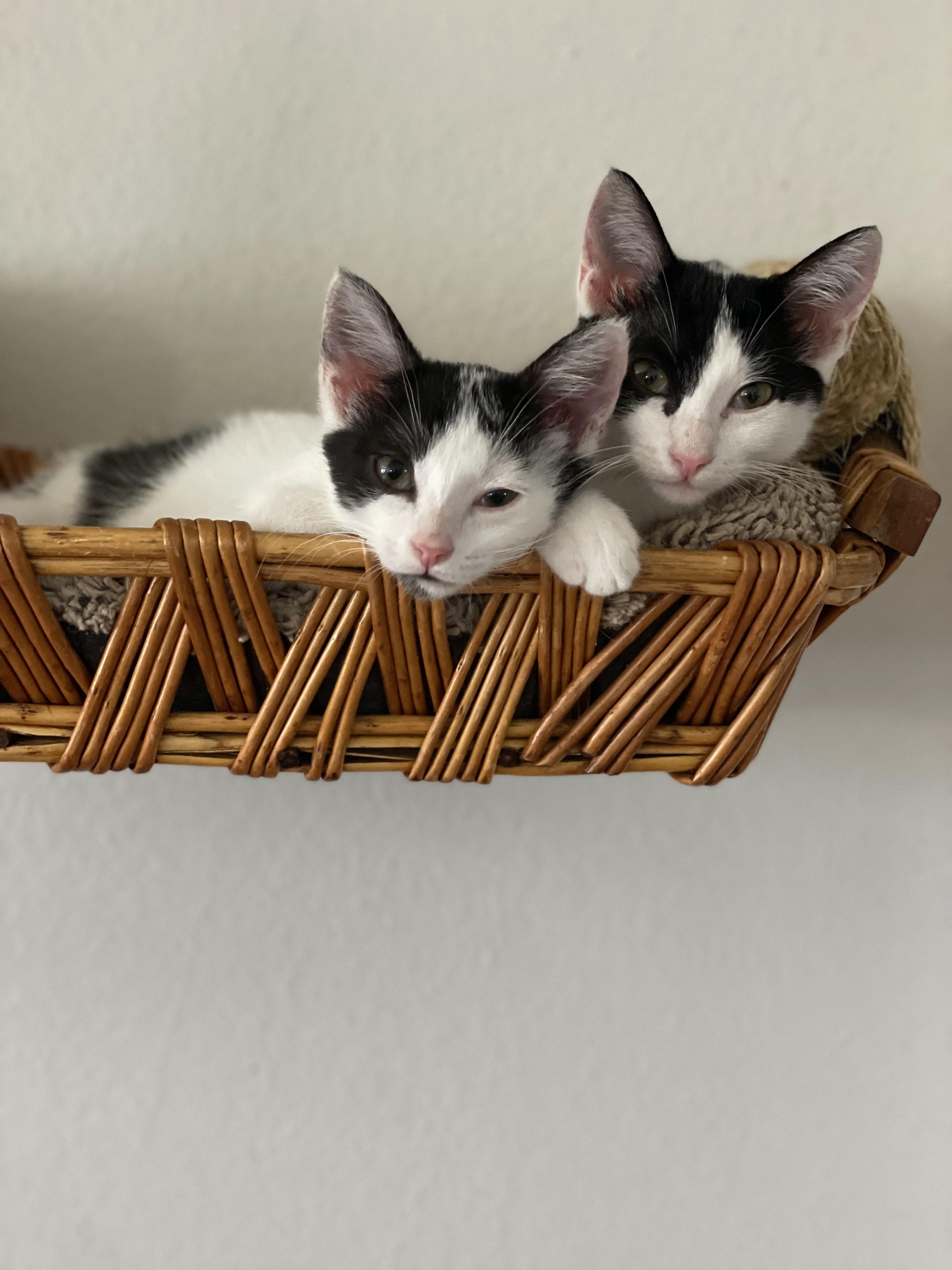 Harrison, a Adoptable Domestic Short Hair in Huntington Beach, CA image 3/5