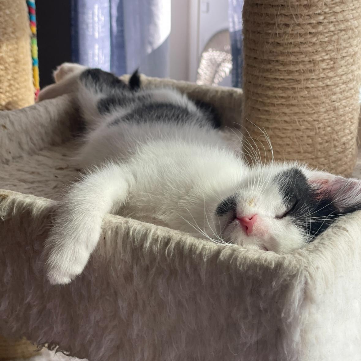 Harrison, a Adoptable Domestic Short Hair in Huntington Beach, CA image 2/5