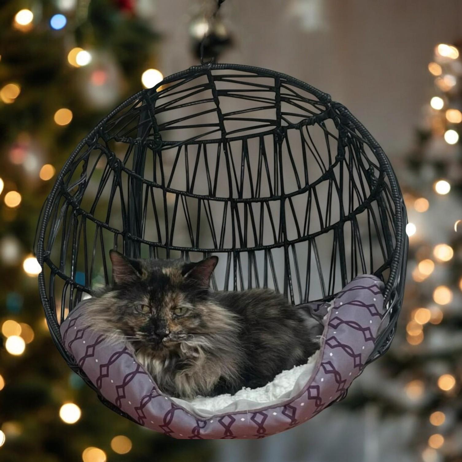 Enlarge Charlotte — A Warm, Whiskered Touch of Christmas Magic, a Adoptable mixed breed in Hillsboro, TX image 4/5