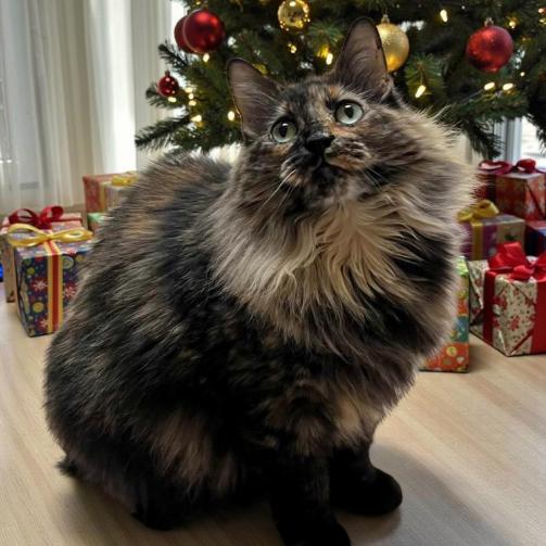 Charlotte — A Warm, Whiskered Touch of Christmas Magic, Adoptable, Adult Female Tortoiseshell & Domestic Long Hair.