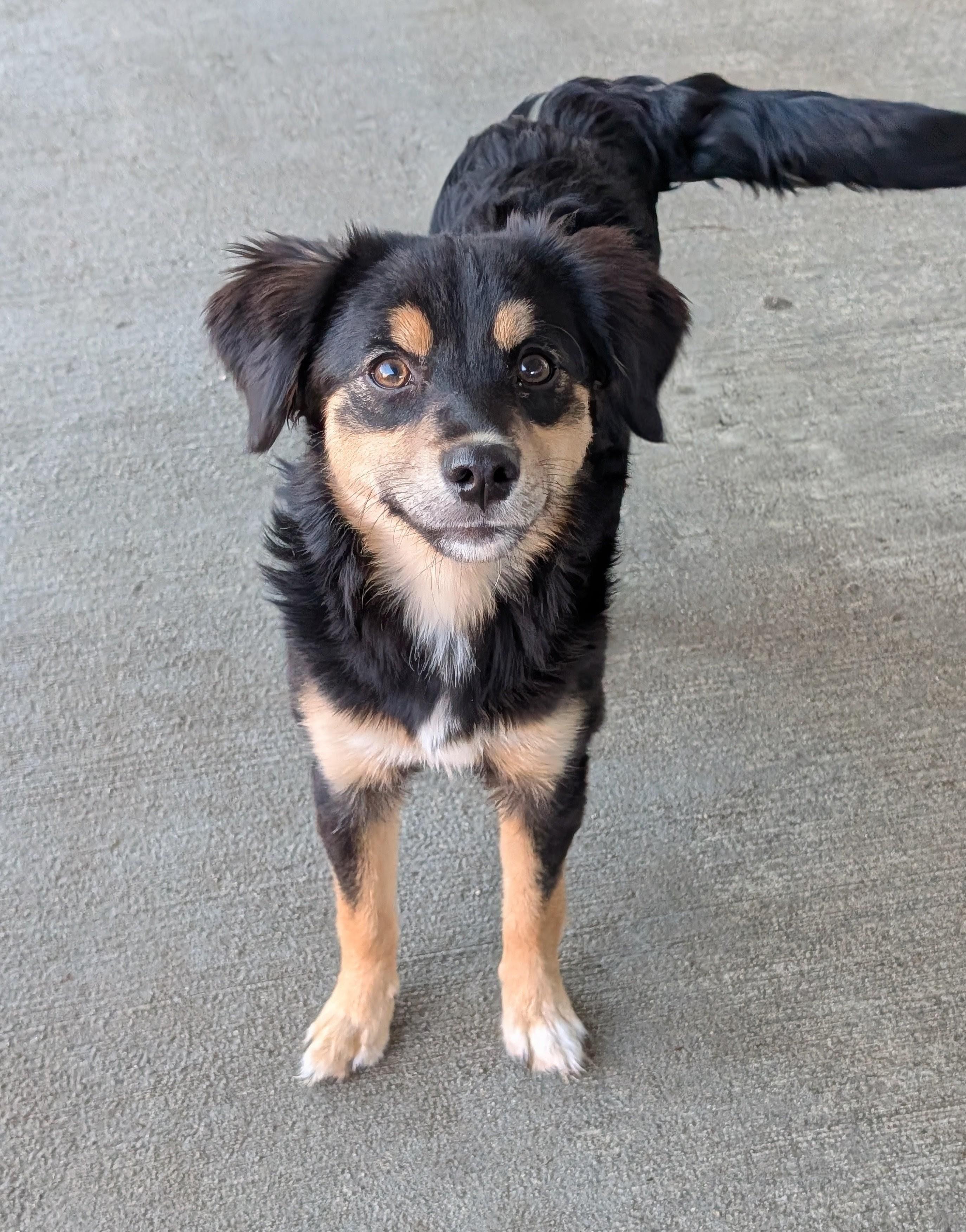 Meko, Adoptable, Young Female Australian Shepherd & Mixed Breed.