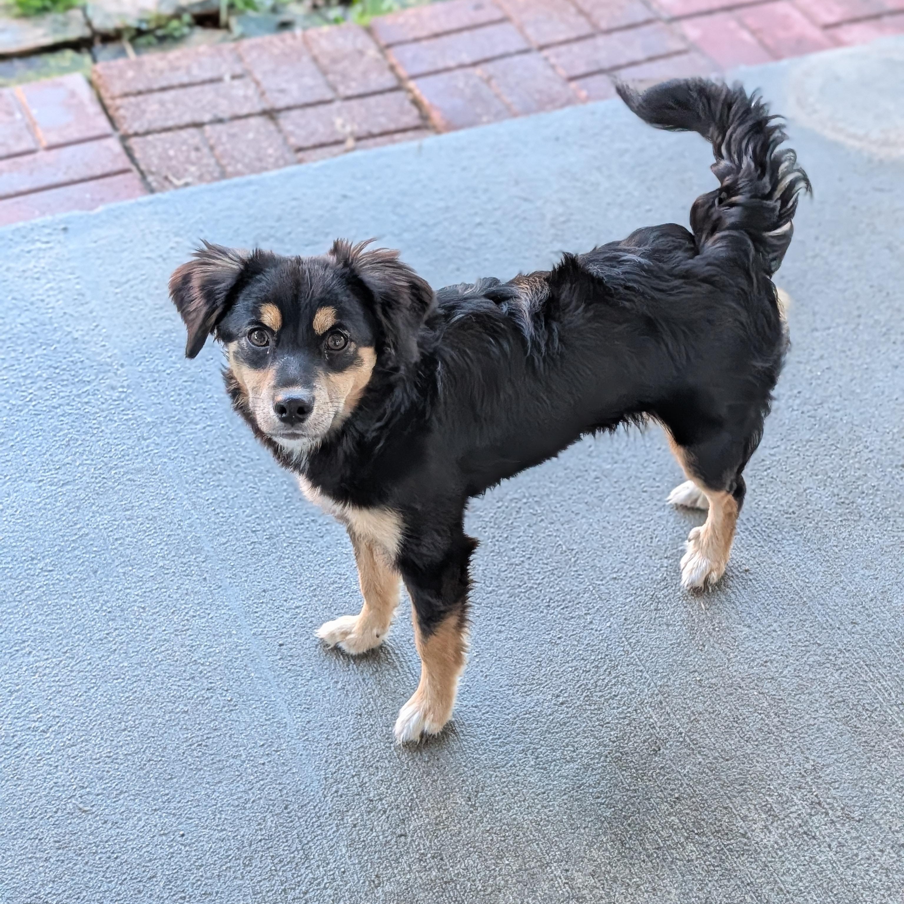 Enlarge Meko, a Adoptable mixed breed in Baton Rouge, LA image 2/3
