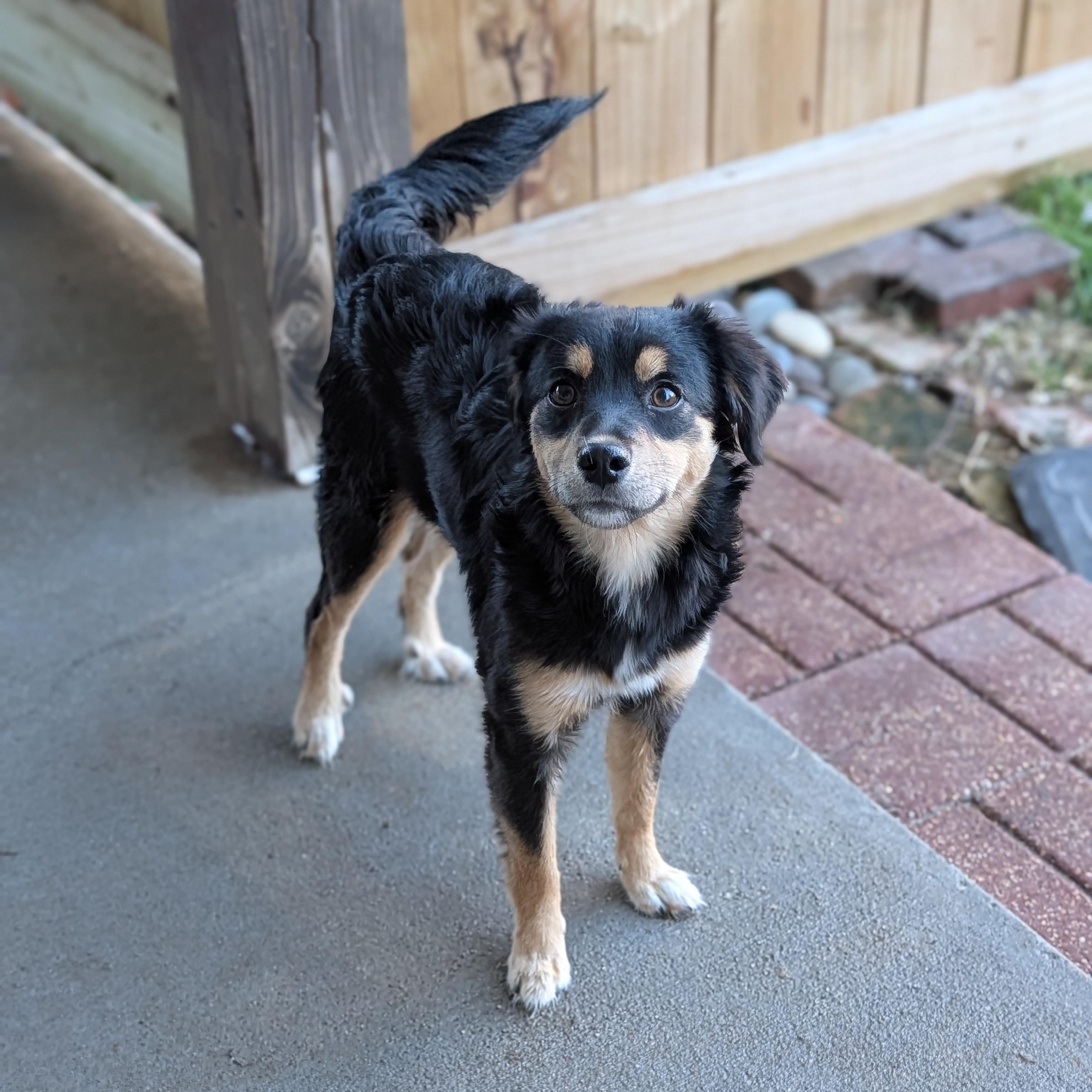 Enlarge Meko, a Adoptable mixed breed in Baton Rouge, LA image 3/3
