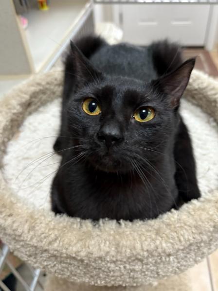 FIONA (& DAX), a Adoptable Domestic Short Hair in Hamilton, NJ image 1/5