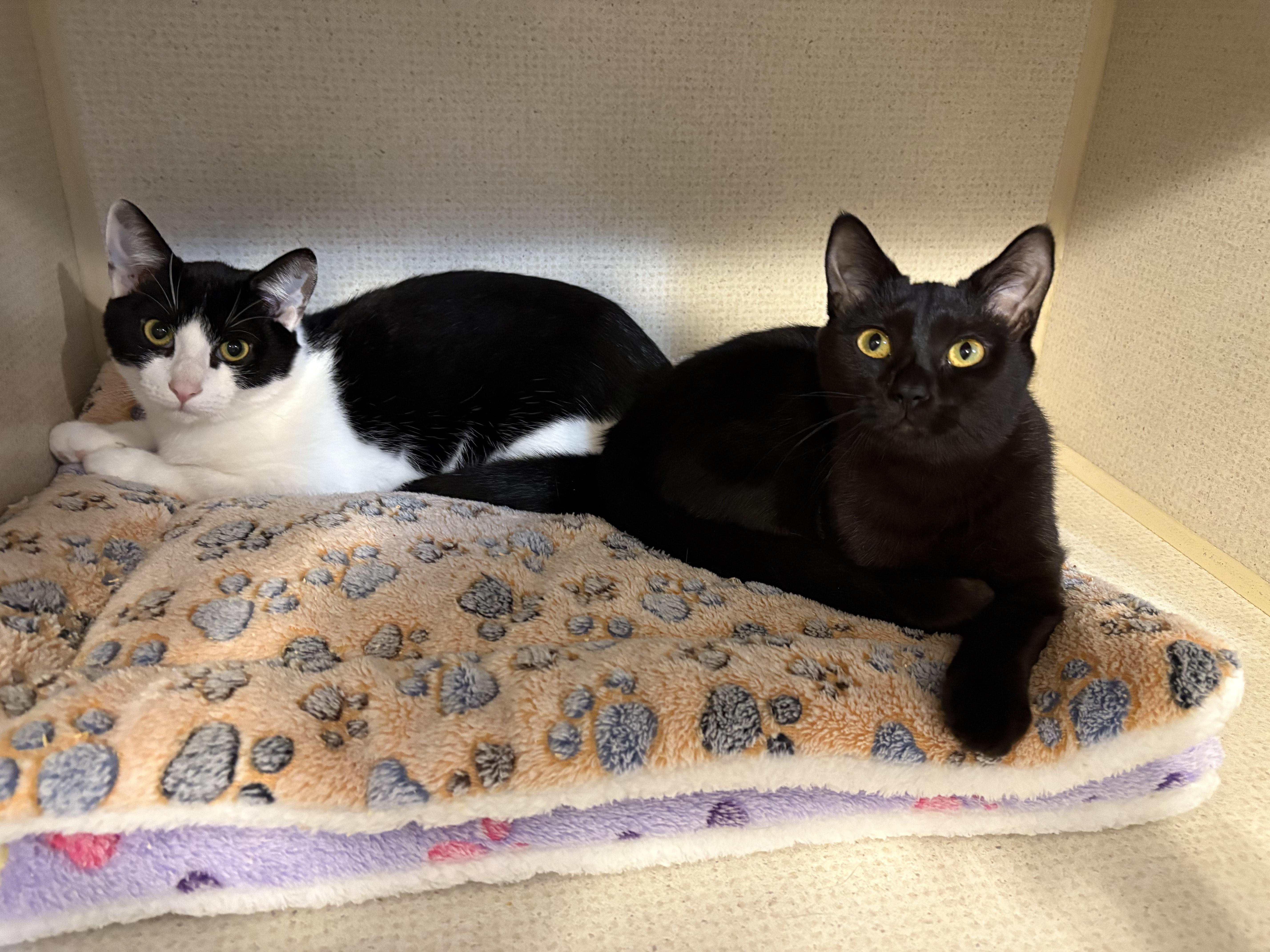 FIONA (& DAX), a Adoptable Domestic Short Hair in Hamilton, NJ image 3/5