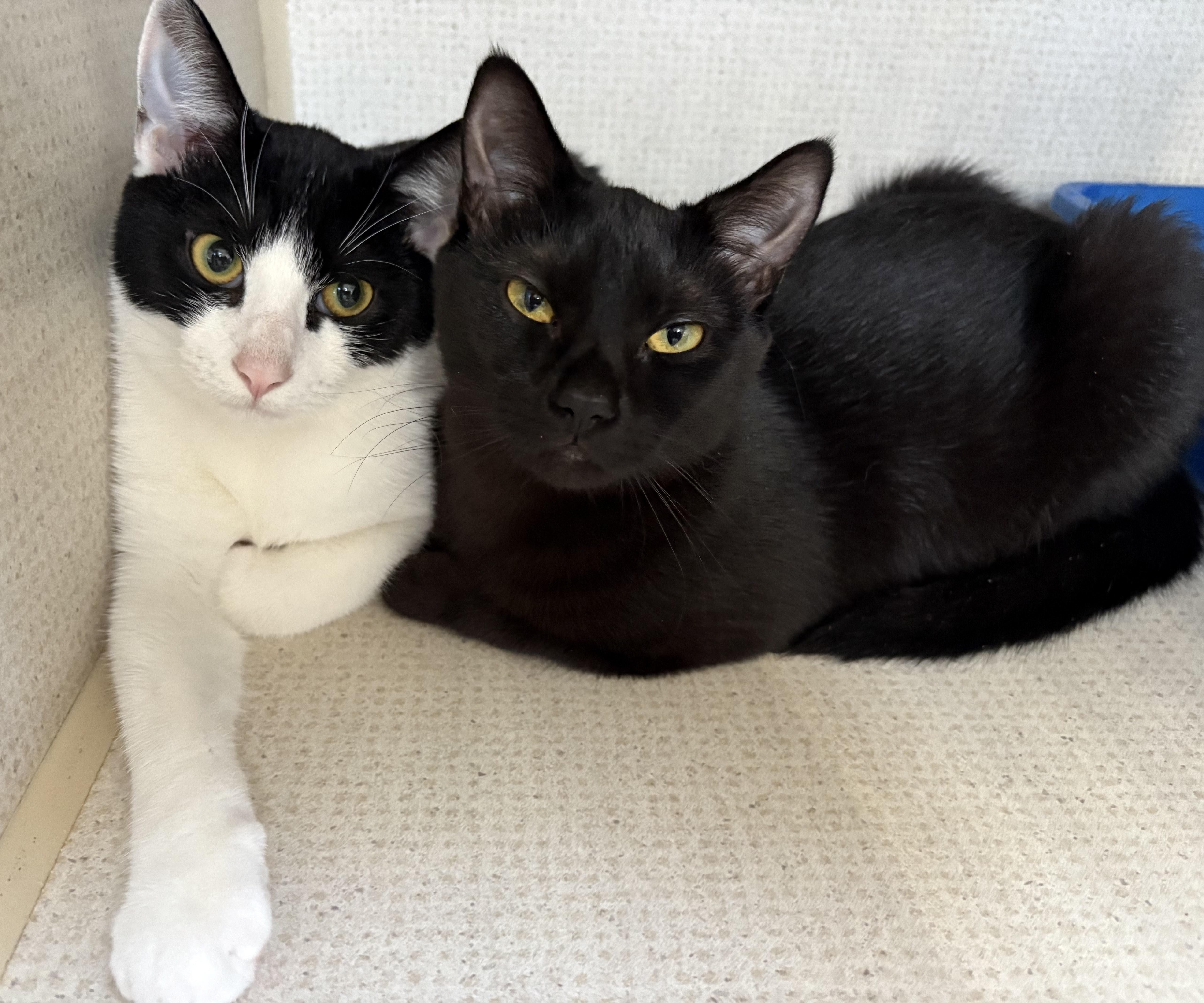 FIONA (& DAX), a Adoptable Domestic Short Hair in Hamilton, NJ image 5/5