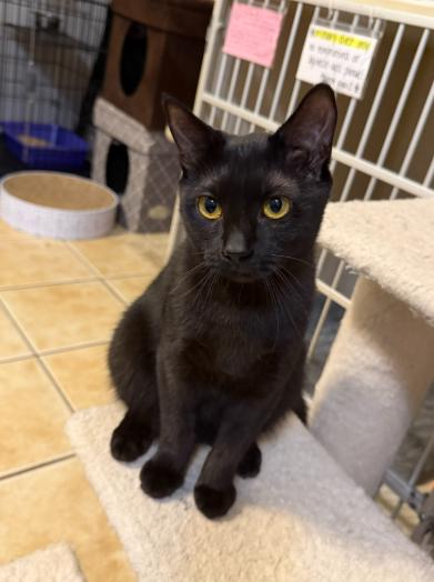FIONA (& DAX), a Adoptable Domestic Short Hair in Hamilton, NJ image 4/5
