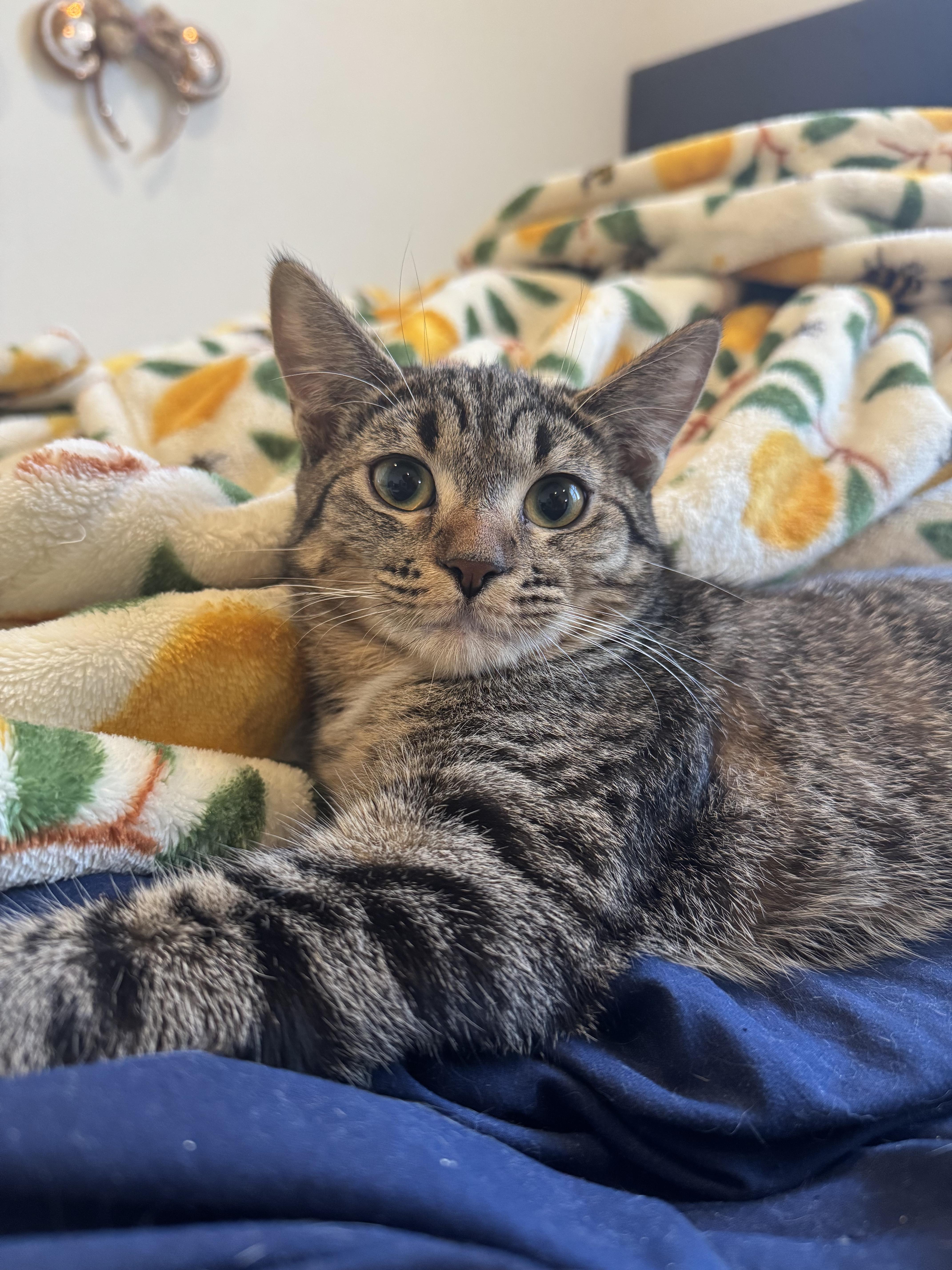 Tigress, Adoptable, Kitten Female Domestic Short Hair.