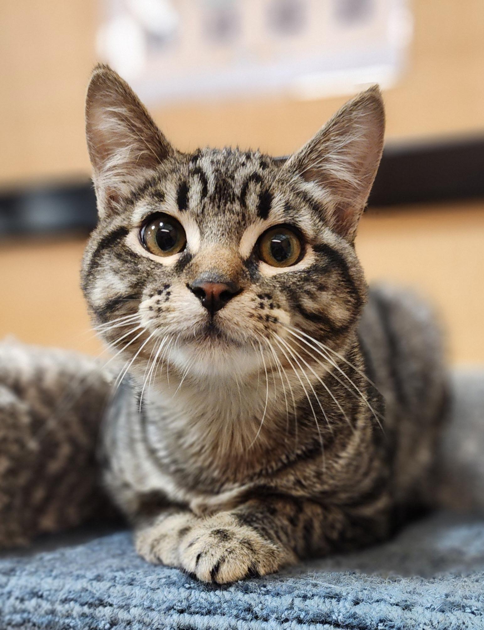 Enlarge Tigress, a Adoptable Domestic Short Hair in Irvine, CA image 1/4