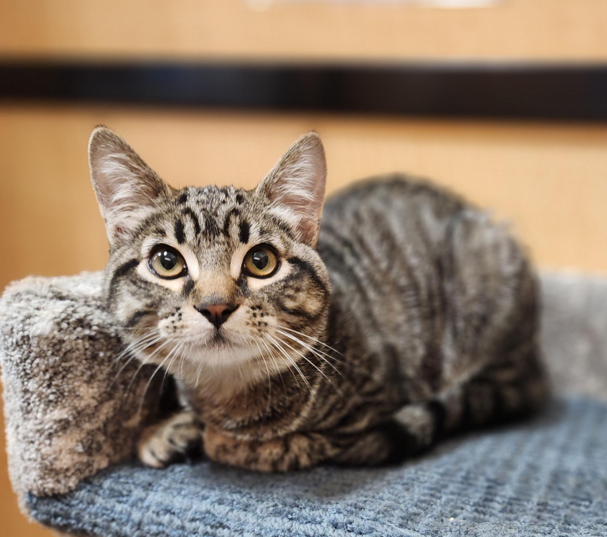 Enlarge Tigress, a Adoptable Domestic Short Hair in Irvine, CA image 2/4