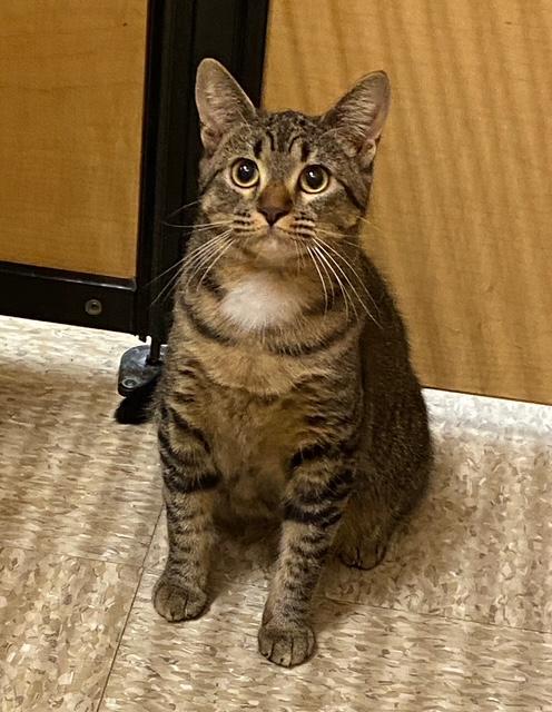 Enlarge Tigress, a Adoptable Domestic Short Hair in Irvine, CA image 5/5