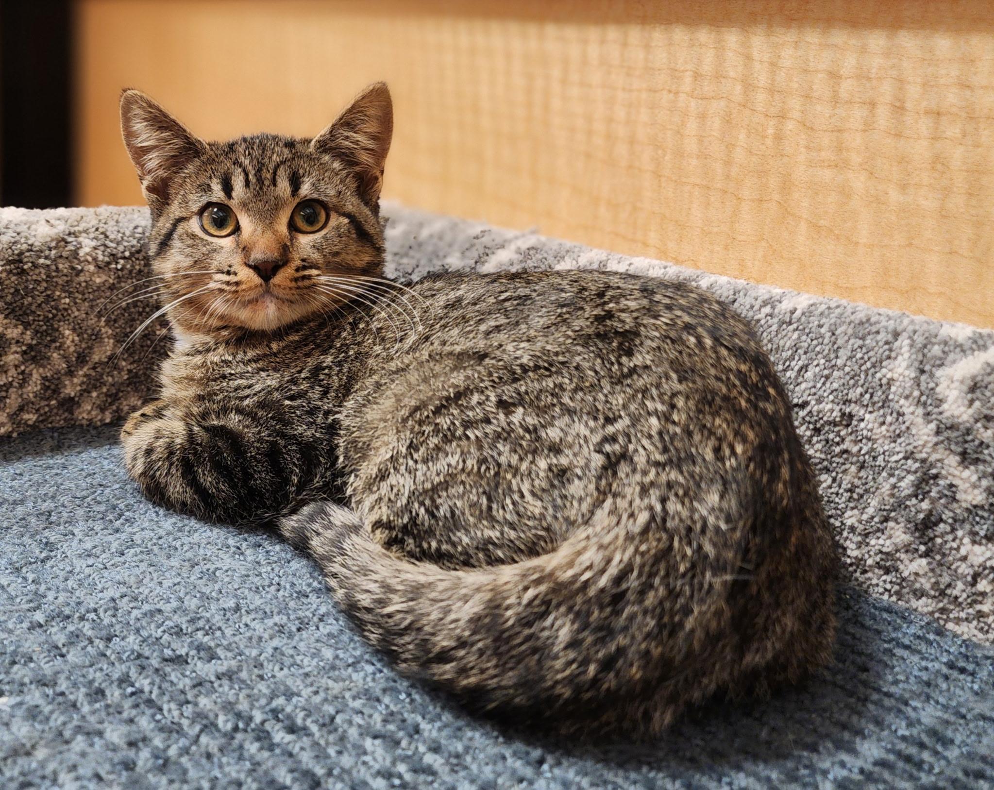 Enlarge Tigress, a Adoptable Domestic Short Hair in Irvine, CA image 3/4
