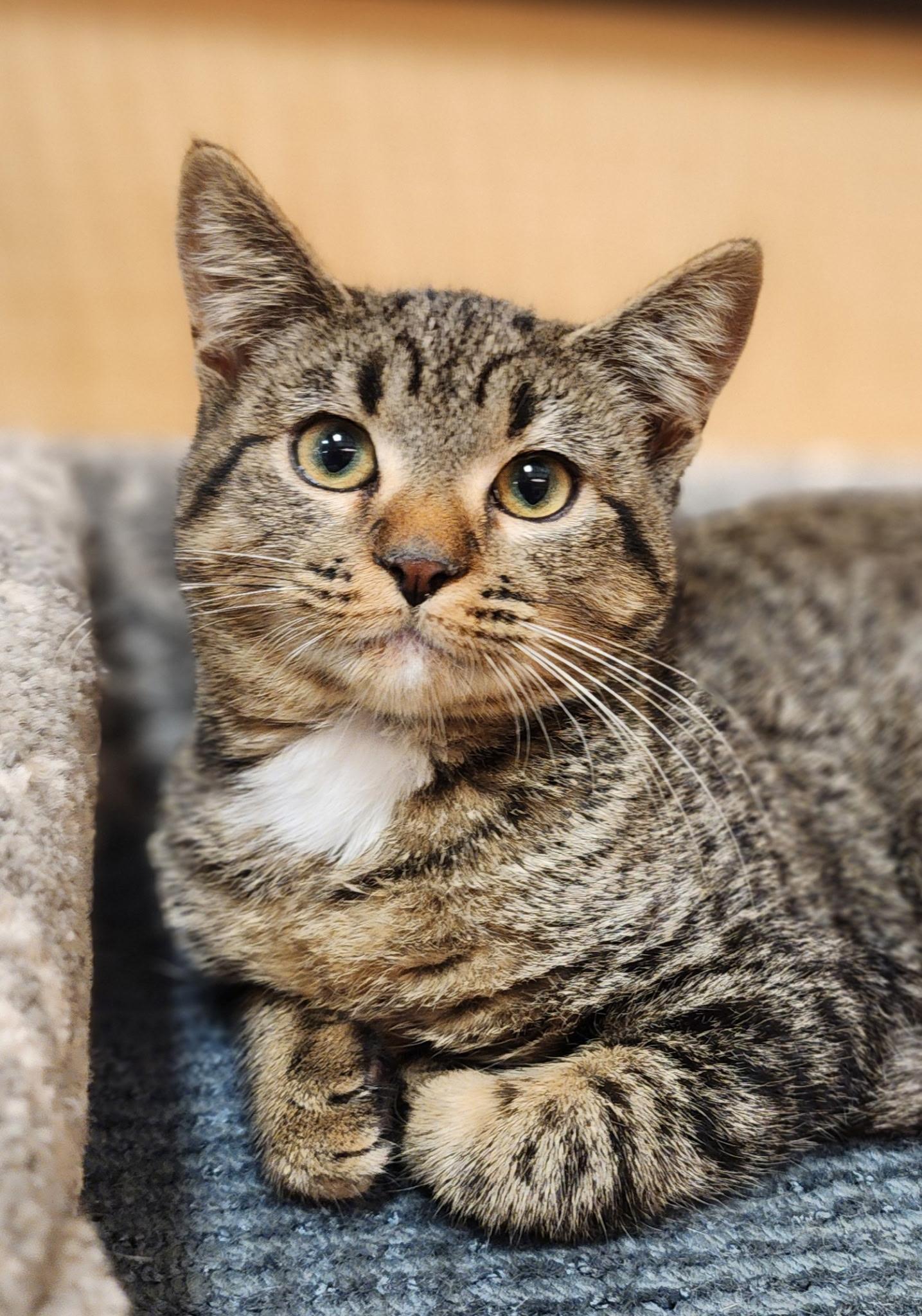 Enlarge Tigress, a Adoptable Domestic Short Hair in Irvine, CA image 4/4
