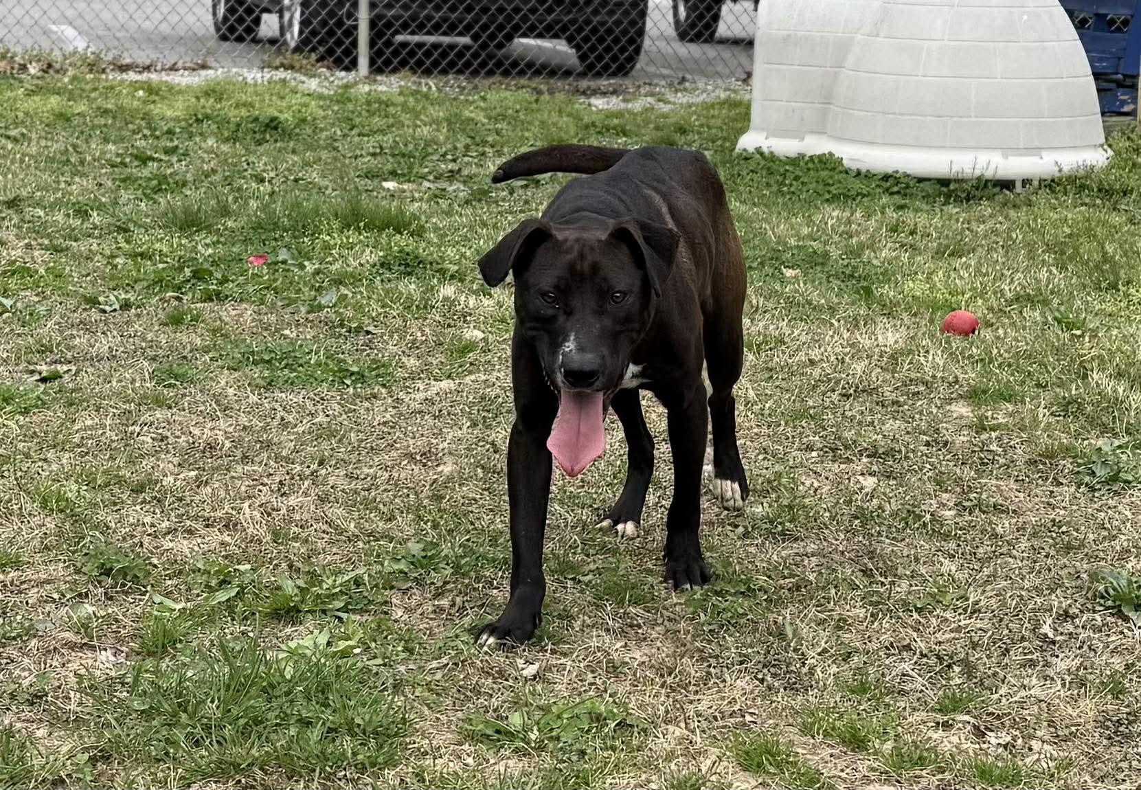 Enlarge Scoop (FREE), a ADOPTABLE mixed breed in Leitchfield, KY image 2/3