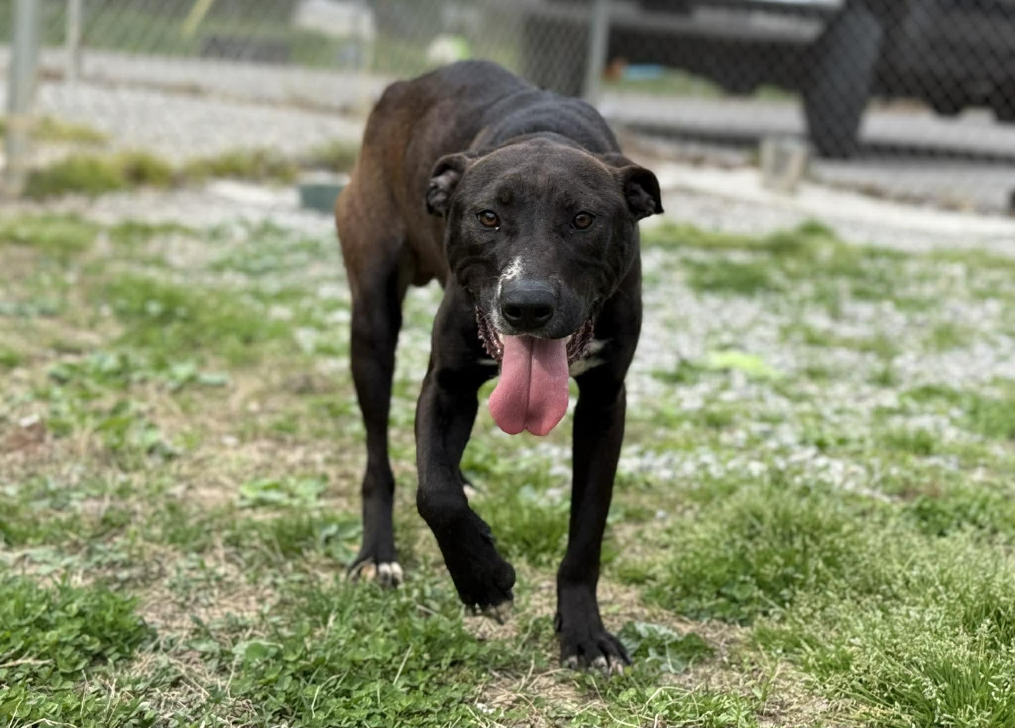 Enlarge Scoop (FREE), a ADOPTABLE mixed breed in Leitchfield, KY image 1/3