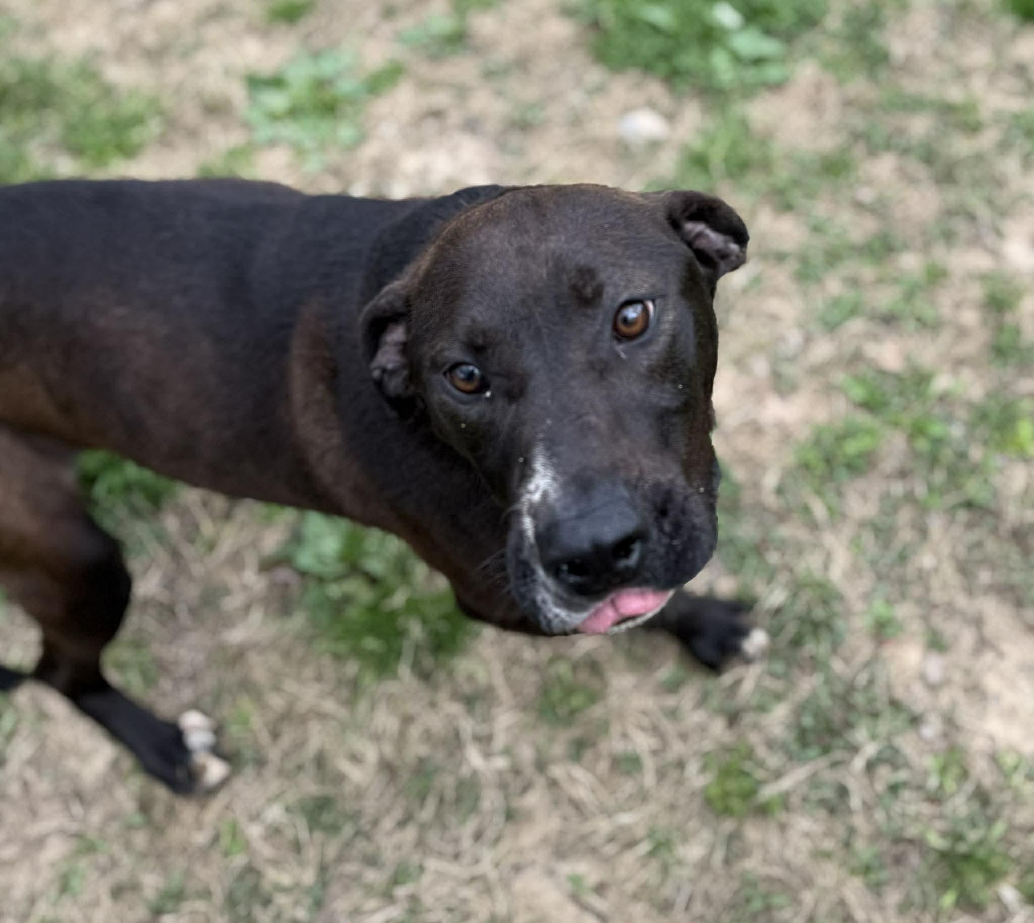 Enlarge Scoop (FREE), a ADOPTABLE mixed breed in Leitchfield, KY image 3/3