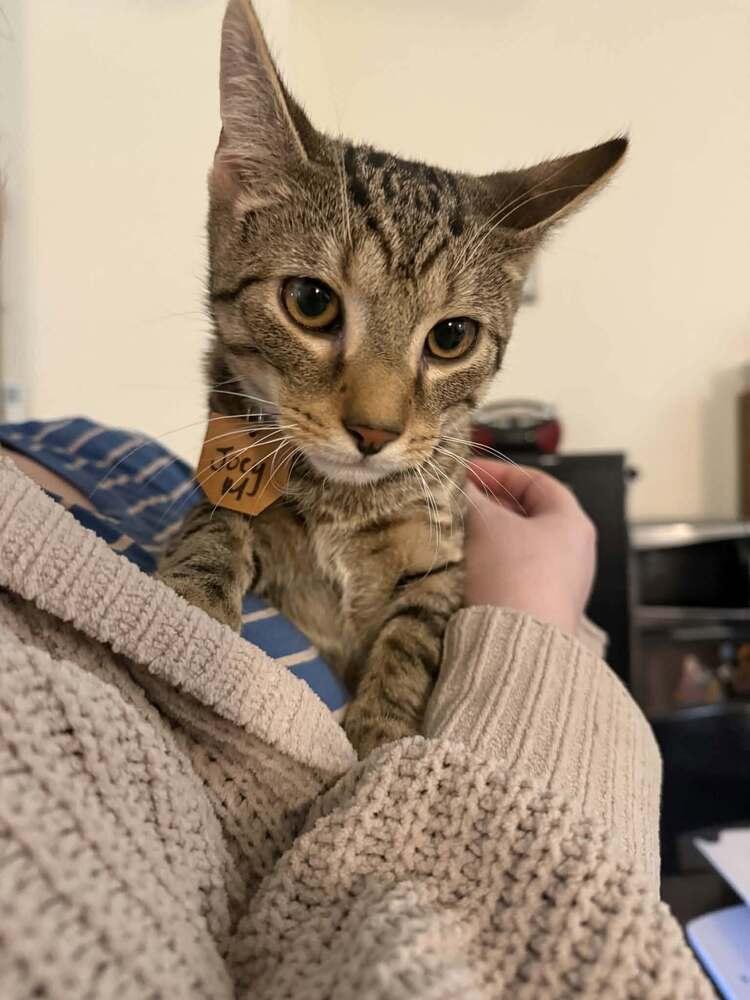 Joey (JoJo), Adoptable, Young Male Domestic Short Hair & Tabby.