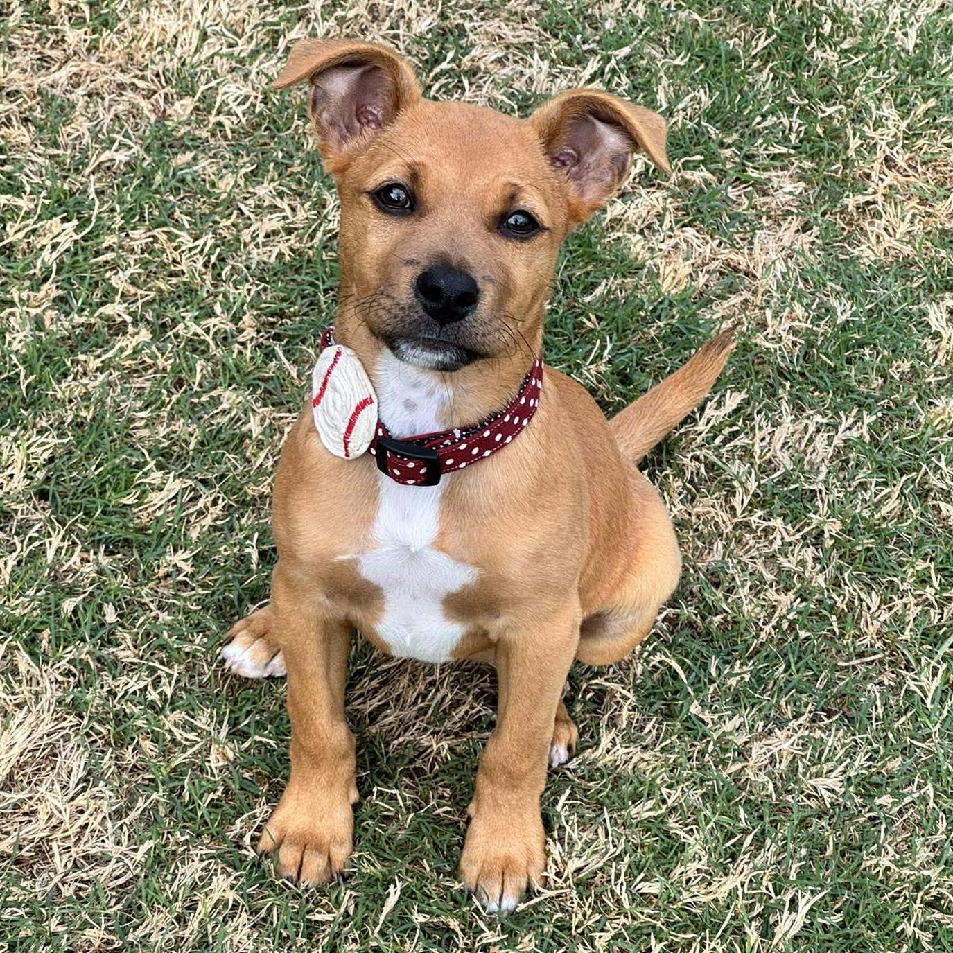 Enlarge Della, a ADOPTABLE mixed breed in Houston, TX image 1/6