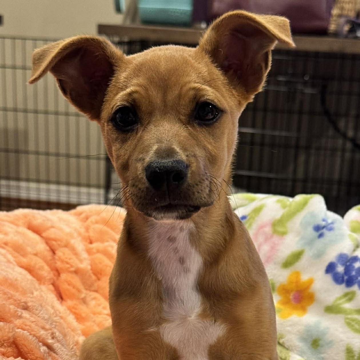 Enlarge Della, a ADOPTABLE mixed breed in Houston, TX image 2/6