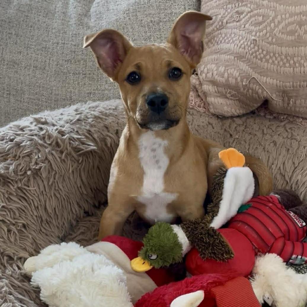 Enlarge Della, a ADOPTABLE mixed breed in Houston, TX image 3/6