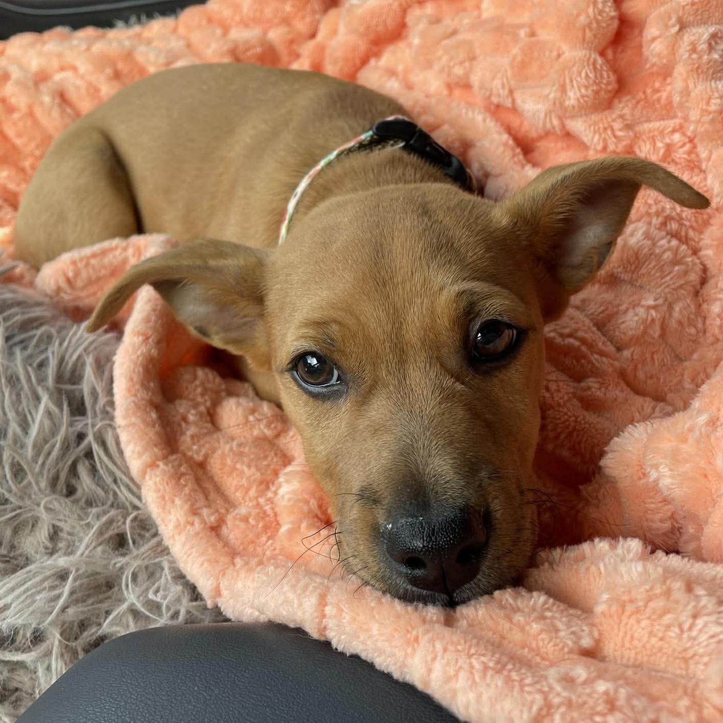 Enlarge Della, a ADOPTABLE mixed breed in Houston, TX image 5/6