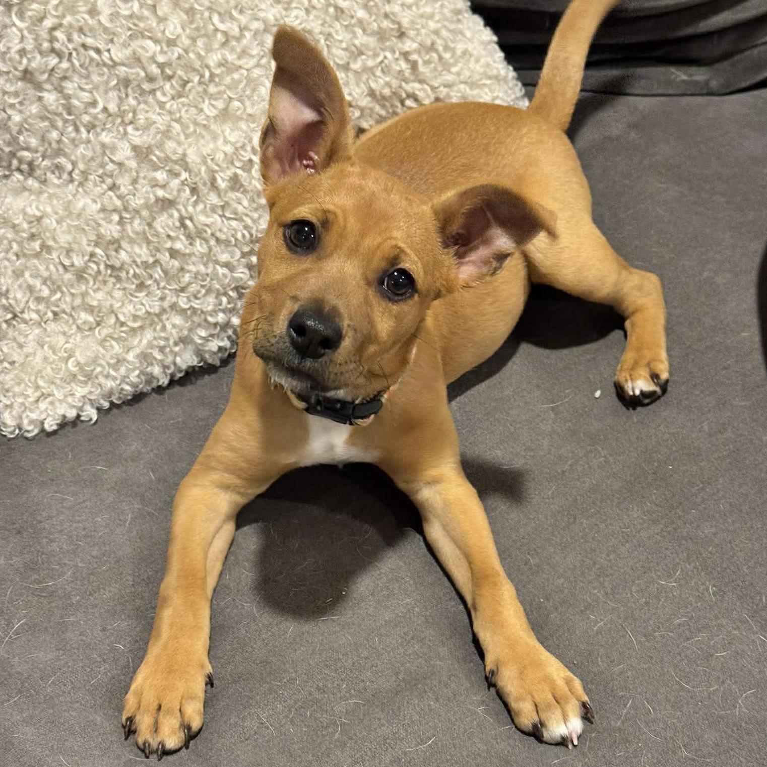 Enlarge Della, a ADOPTABLE mixed breed in Houston, TX image 4/6