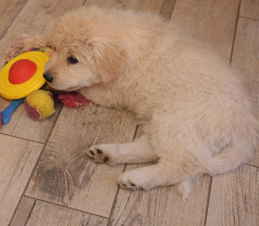 Enlarge Maui , a ADOPTABLE mixed breed in Kiowa, OK image 4/5