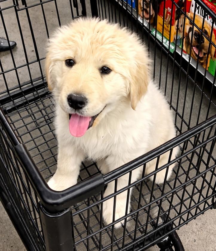 Enlarge Maui , a ADOPTABLE mixed breed in Kiowa, OK image 5/5