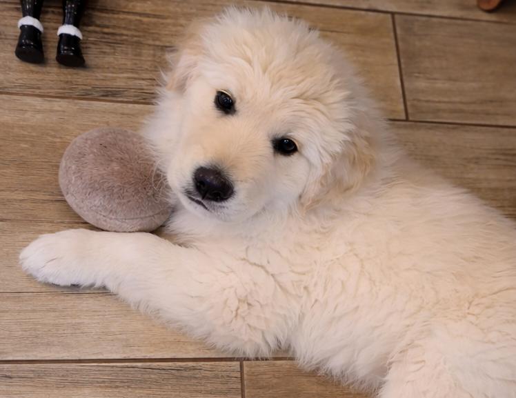 Maui , ADOPTABLE, Puppy Female Great Pyrenees & Golden Retriever.