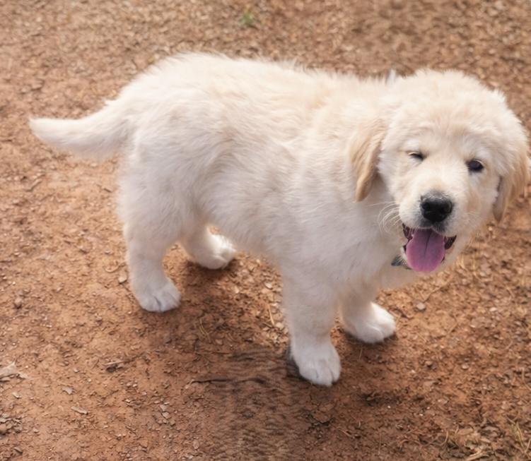 Enlarge Maui , a ADOPTABLE mixed breed in Kiowa, OK image 3/5